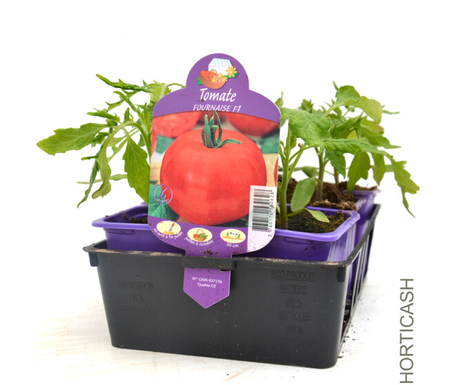 TOMATE FOURNAISE