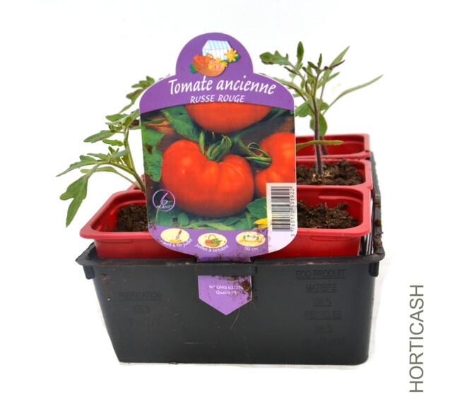 TOMATE RUSSE BQ6