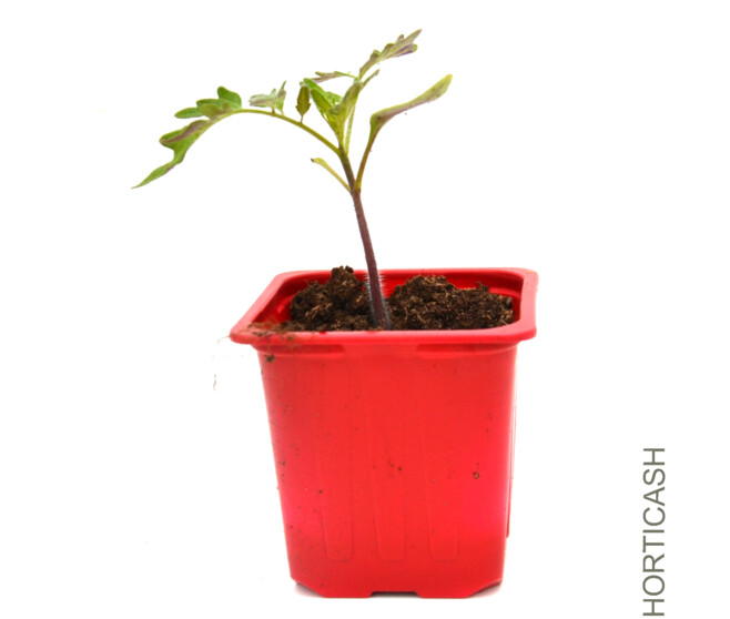 TOMATE RUSSE BQ6