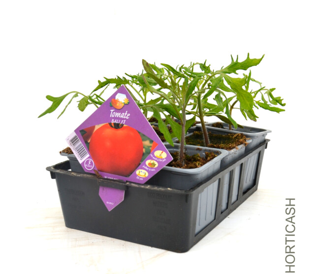 TOMATE BALI BQ6