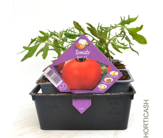 TOMATE BALI BQ6