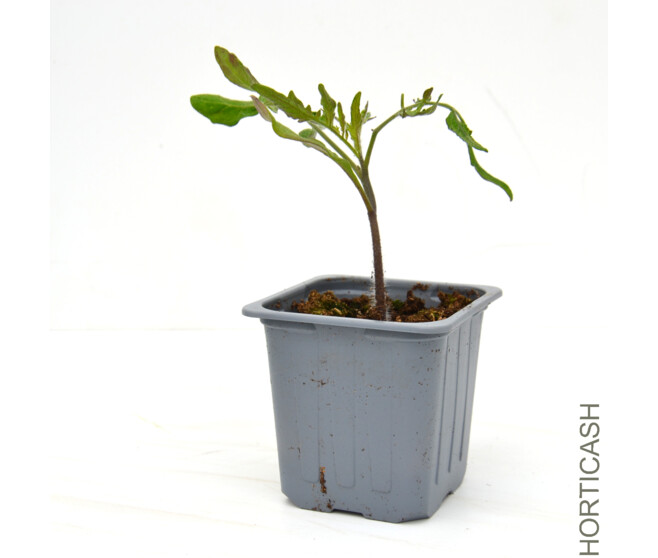 TOMATE BALI BQ6