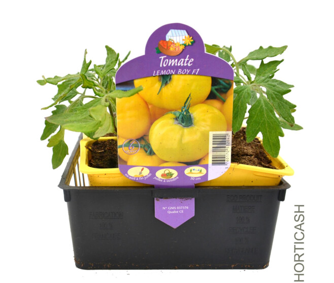 TOMATE GREFFEE JAUNE LEMON BOY