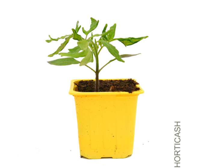 TOMATE LEMON BOY BQ6