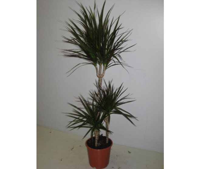 DRACAENA MAGENTA 60-30-15