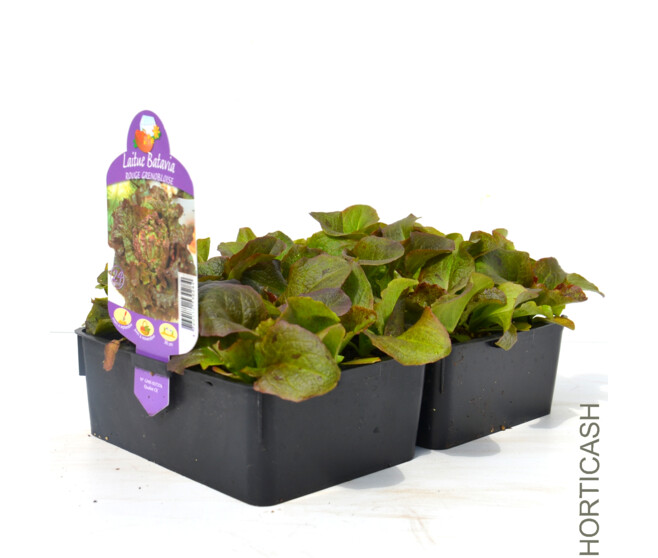 BATAVIA ROUGE GRENOBLOISE BQ24