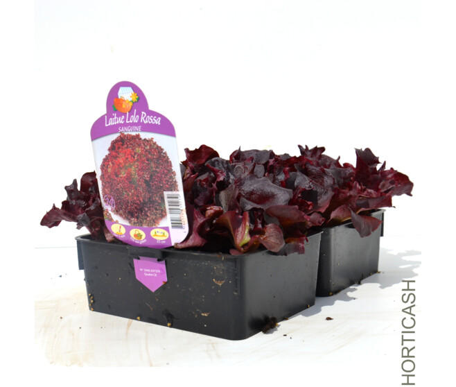 LAITUE LOLLO ROSSA BQ24