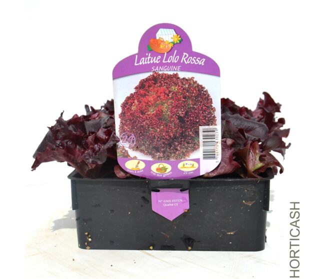 LAITUE LOLLO ROSSA BQ24