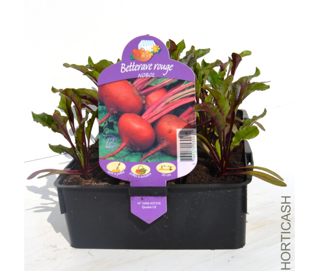 BETTERAVE ROUGE NOBOL BQ12