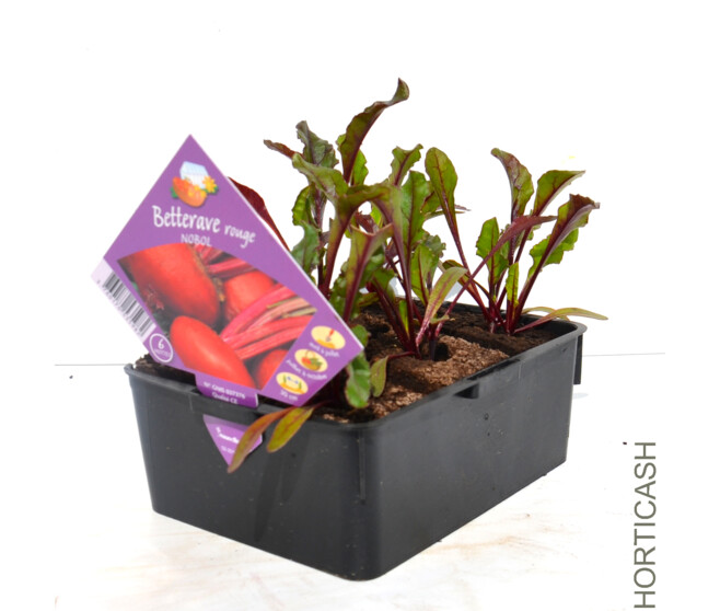 BETTERAVE ROUGE NOBOL BQ6