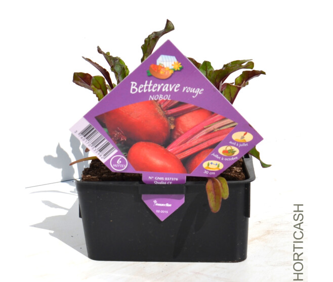 BETTERAVE ROUGE NOBOL BQ6