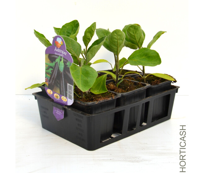 AUBERGINE BALUROI BQ6