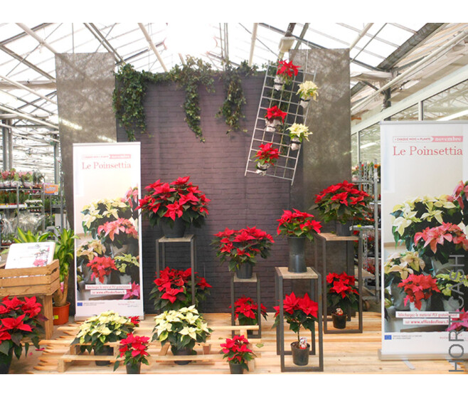 POINSETTIA 5/6BR P TERRE