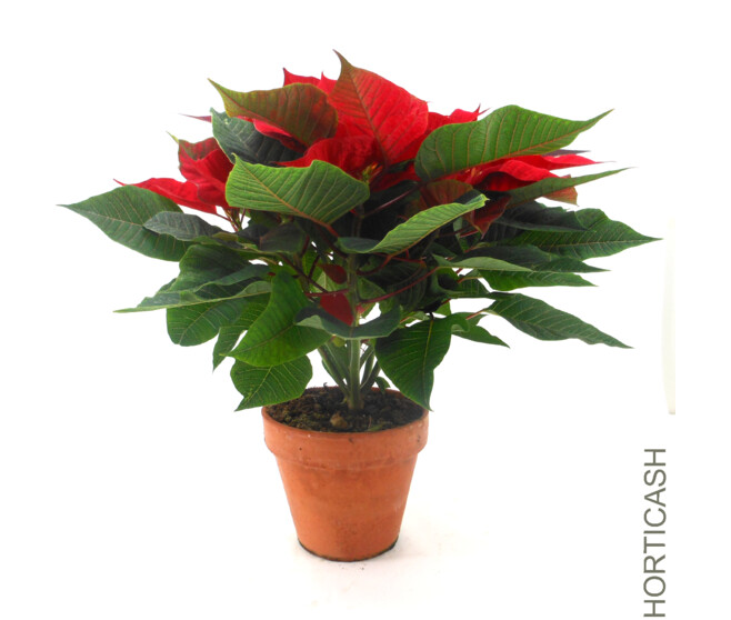 POINSETTIA 5/6BR P TERRE