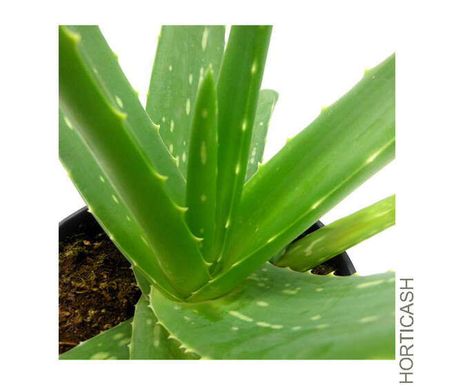 ALOE VERA