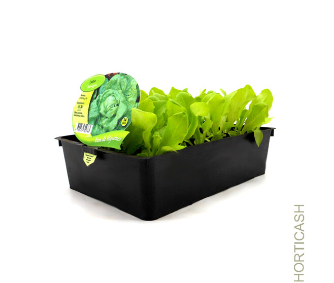 LAITUE NOVAPPIA BQ24