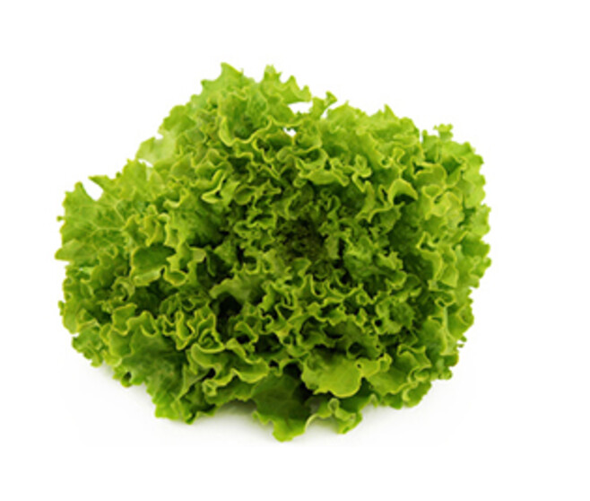 BATAVIA MATINALE BQ24