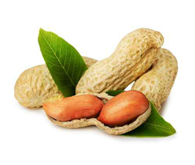 ARACHIS CACAHUETE WHITE SHELL