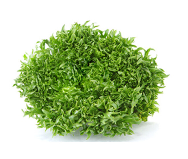CHICOREE SCAROLE ELYSEE BQ24
