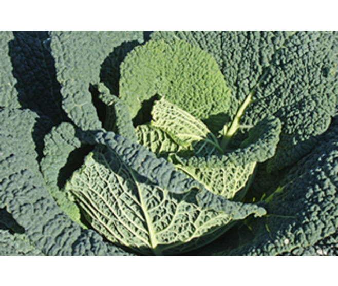 CHOU POMME ALTESS F1 BQ6