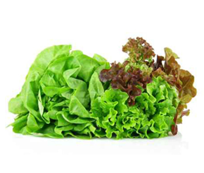 DUO LAITUE NOVAPPIA/FLORINE BQ24