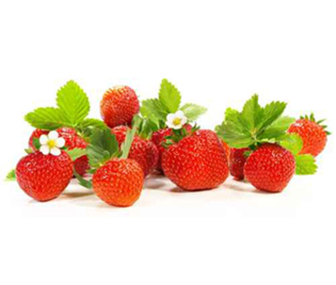 FRAISIER REMONTANT ANAIS BQ10