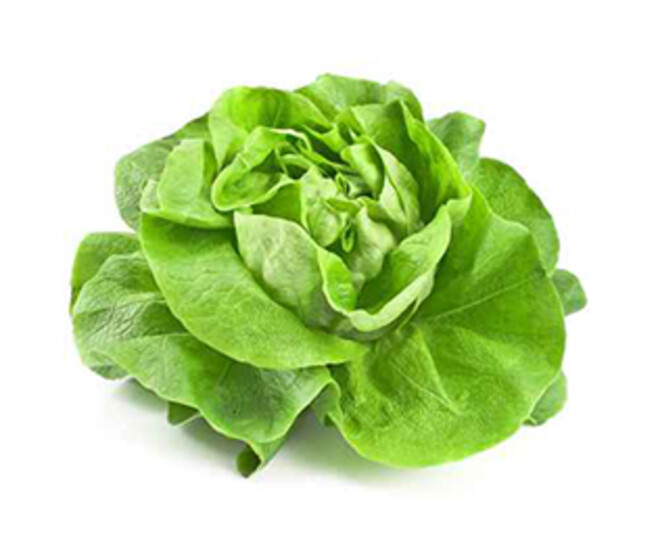 LAITUE BRUNE D HIVER BQ12