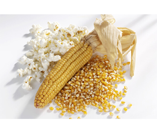 MAIS POP CORN ROBUST
