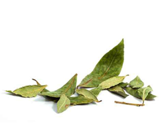 LAURUS NOBILIS