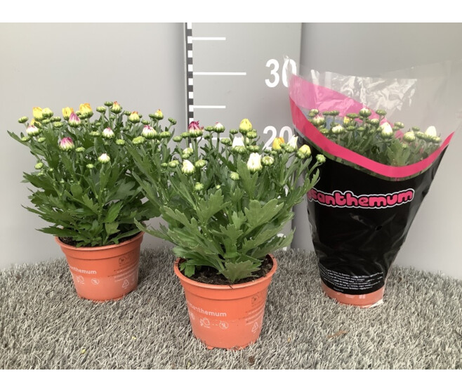 DENDRANTHEMA 3PP CARNAVAL