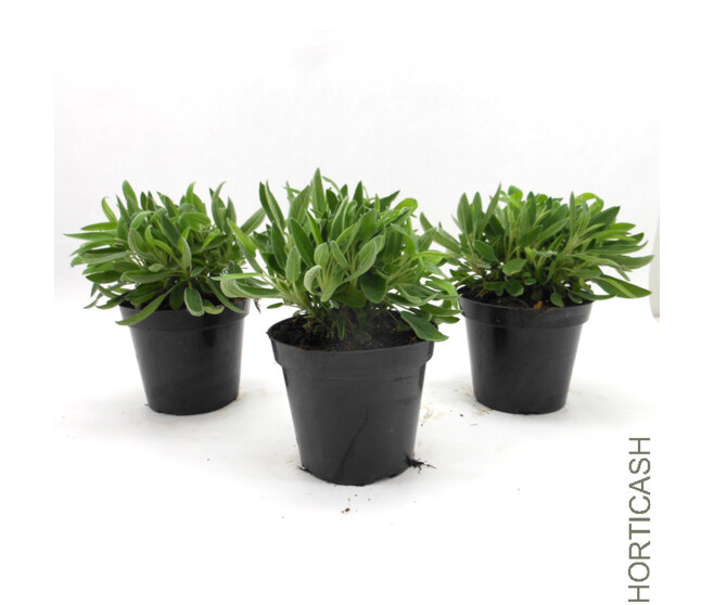 SAUGE OFFICINALE