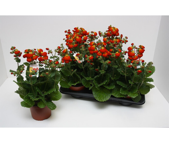 CALCEOLAIRE ORANGE