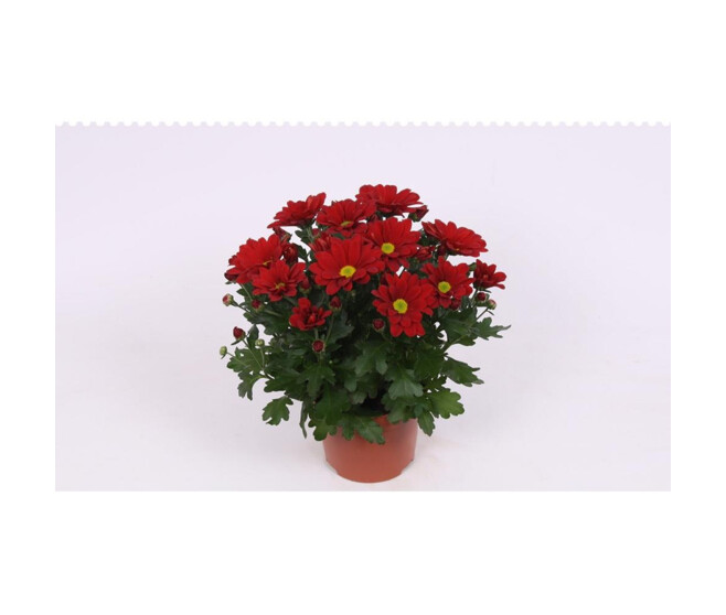 DENDRANTHEMA 3PP ROUGE