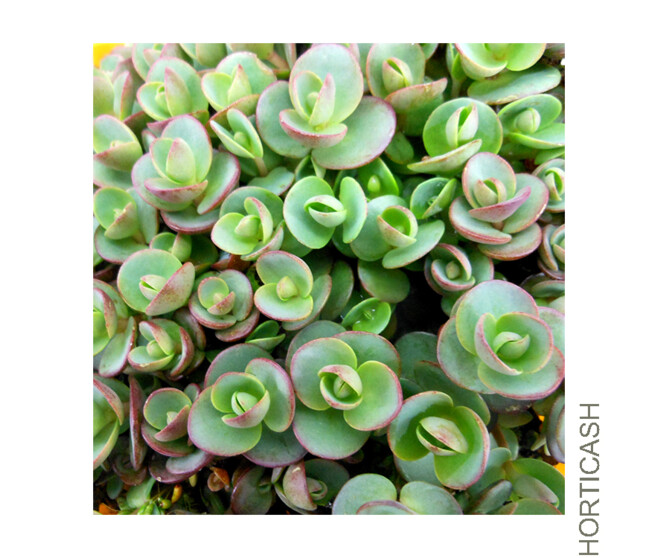 SEDUM SUNSPARKLER LIME ZINGER