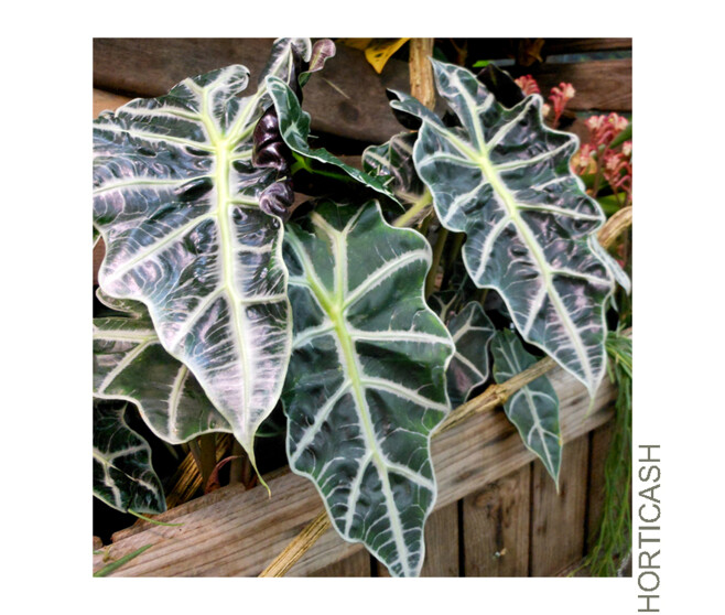 ALOCASIA POLLY