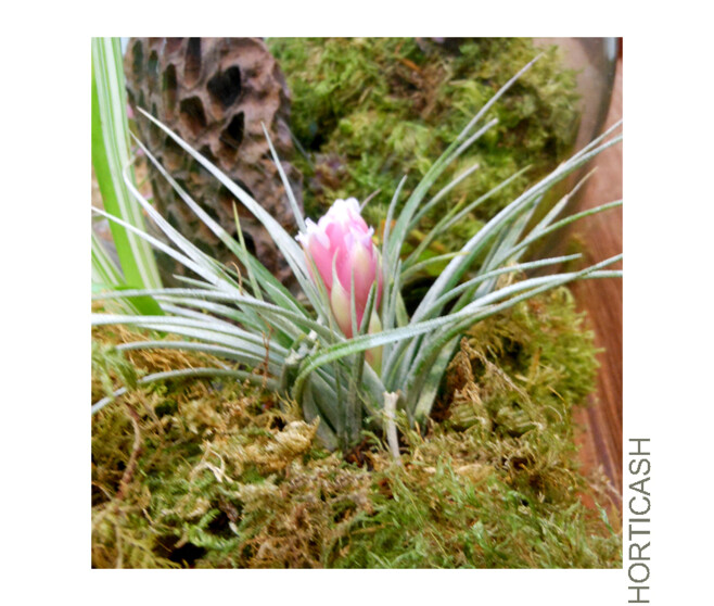 TILLANDSIA COTTON CANDY