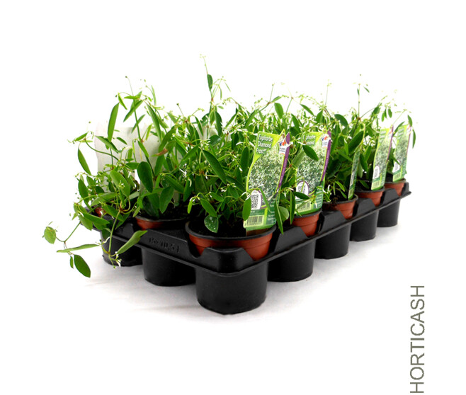EUPHORBIA DIAMON FROST