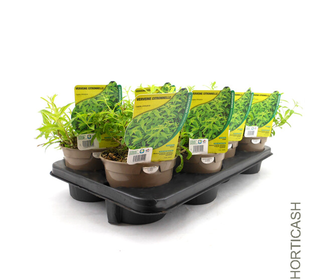 VERVEINE CITRONNELLE