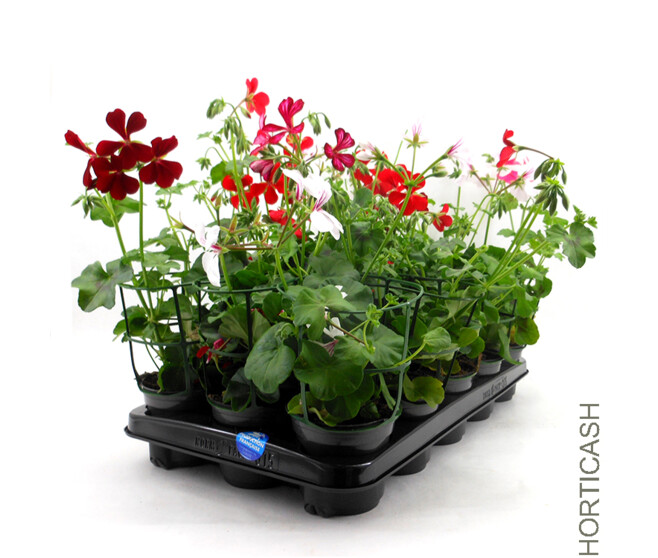 GERANIUM LIERRE SIMPLE