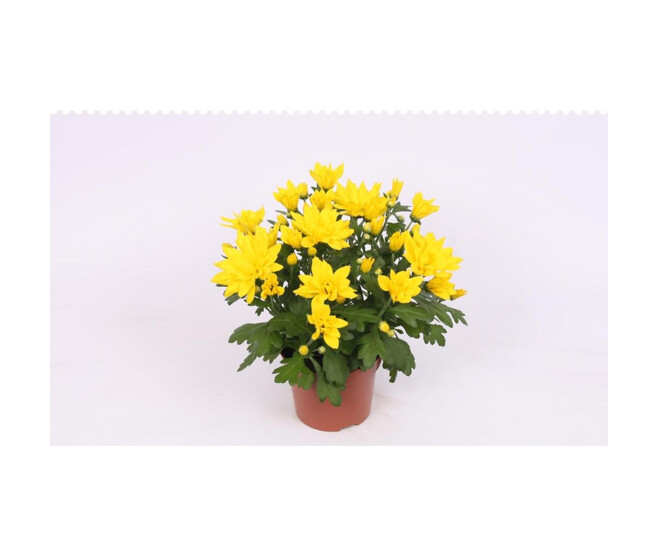 DENDRANTHEMA HEAT YELLOW 3PP