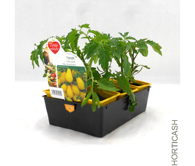 TOMATE POIRE JAUNE BQ6
