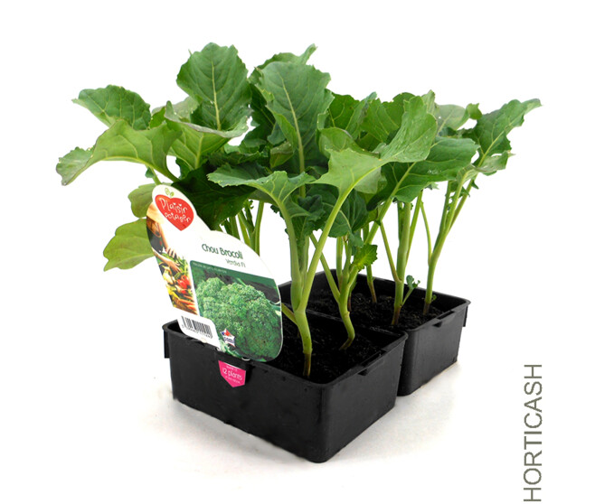 CHOU BROCOLI MARATHON BQ6