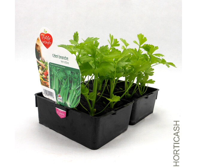 CELERI BRANCHE VERT LINO BQ12