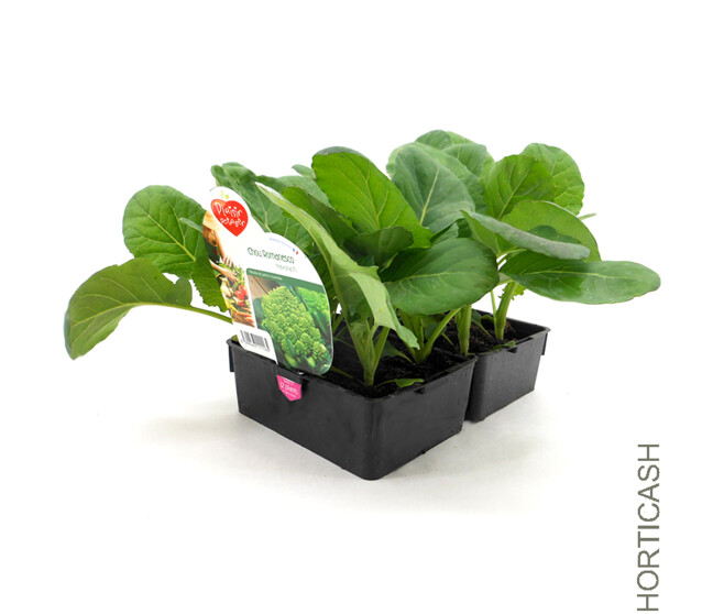 CHOU ROMANESCO BQ6