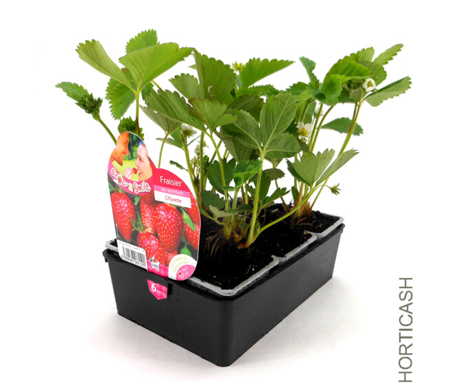 FRAISIER NON REMONTANT CIFLORETTE BQ6