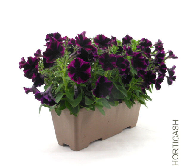 PETUNIA RETOMBANT JARD