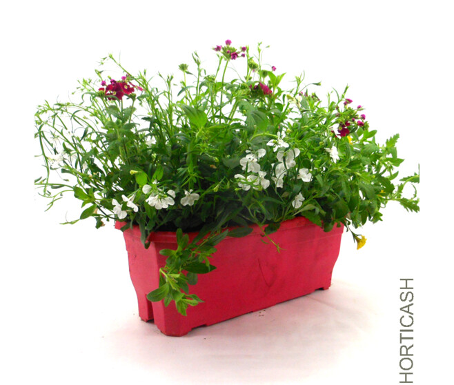 PLANTES MASSIF MELANGE JARD