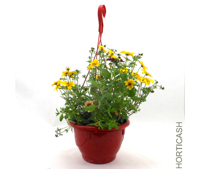 PLANTES MASSIF MELANGE JARD