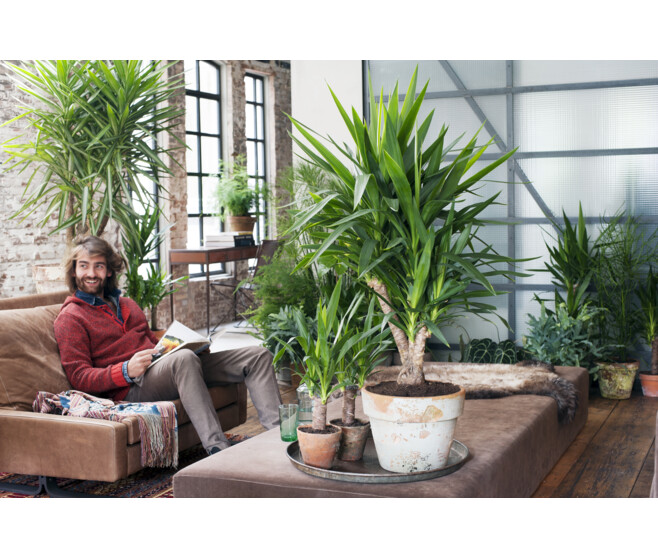 YUCCA 45-20