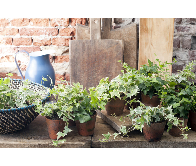 HEDERA SHAMROCK VERT